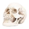 Animal Skull Model Skull Decoration Ornament Resin Craftwork Halloween Props for Home Party Decor