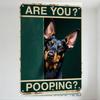 Vintage Green Background Metal Tin Sign 'ARE YOU POOPING?' with Doberman Dog Design Rustic Aged Warning Sign for Home Bar Cafe M