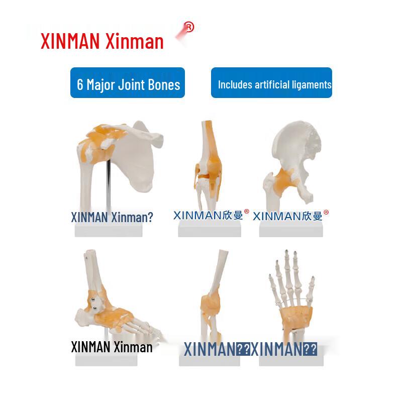 XINMAN Human Joint Model Set