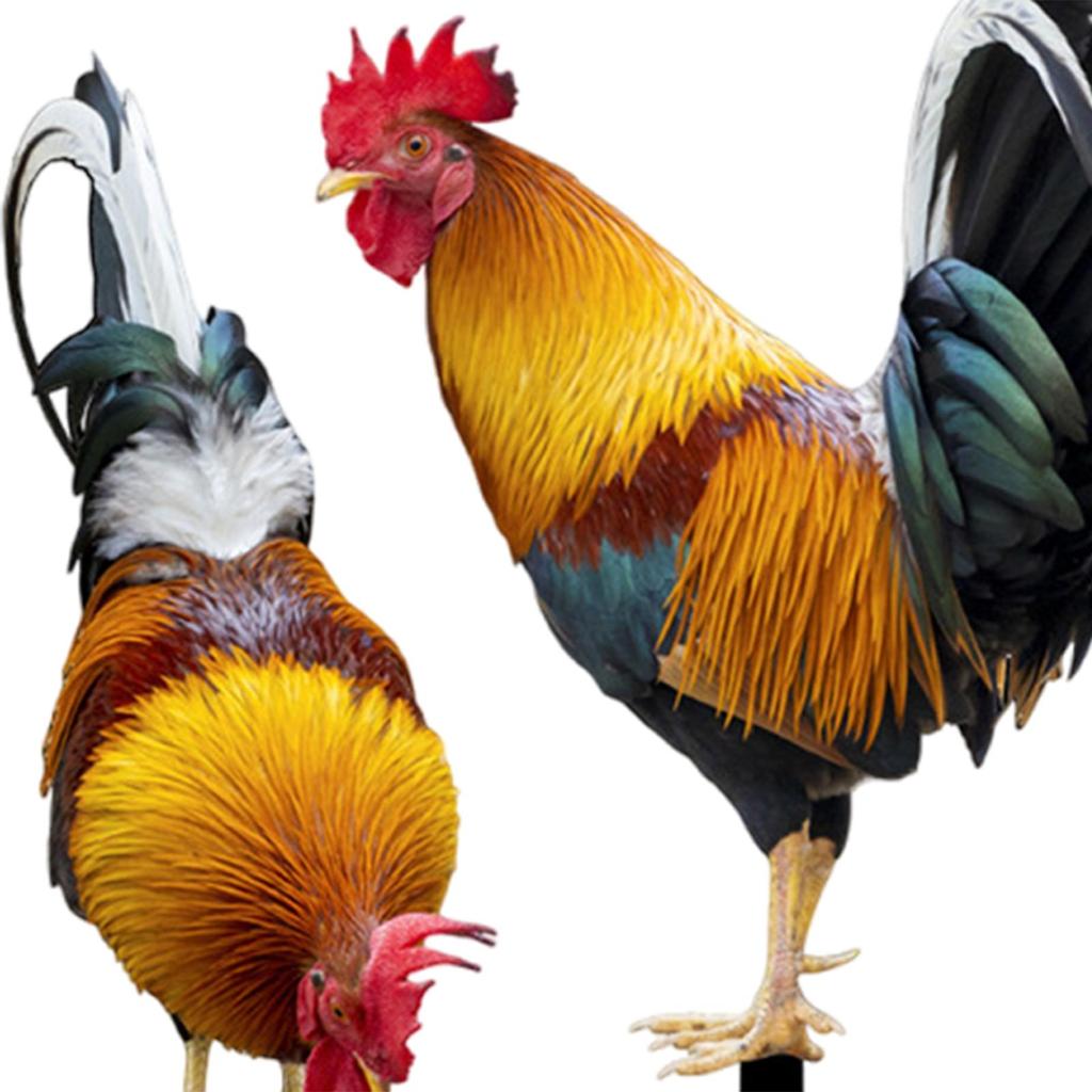 Chicken Animal Statue Stakes Acrylic Sign Floor Decoration Chicken Statue for Courtyard Yard Art Sculpture Pathway Porch Lawn