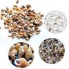 85PCS Natural Conch Shells Aquarium Decoration Party Festival Home Decor Natural Sea Beach Shell Conch Seashells For DIY Crafts
