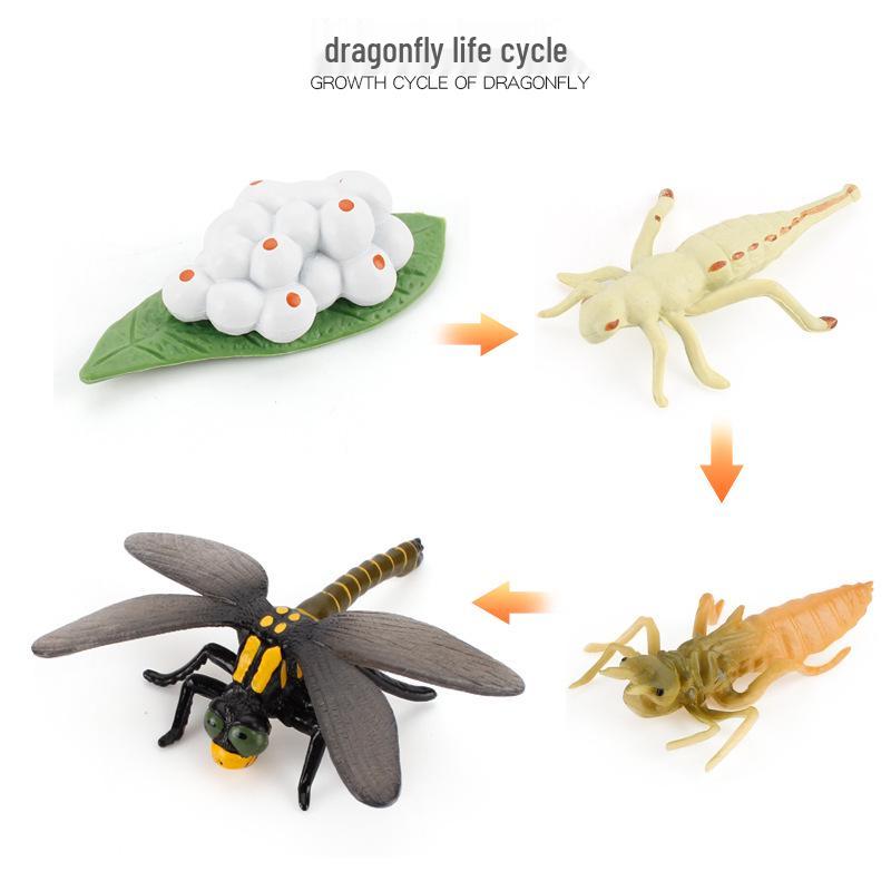 Animal Growth Cycle Models: Chicken, Duck, Goose, Butterfly, Turtle, Frog Montessori Teaching Figurines