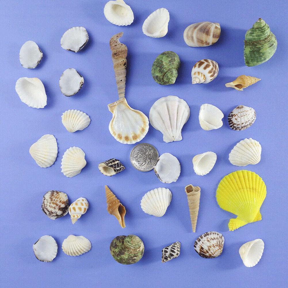 3pcs Decorate seashells with cylinder landscaping Ocean Spiral Seashells Crafts Aquarium Decoration Landscaping Accessories