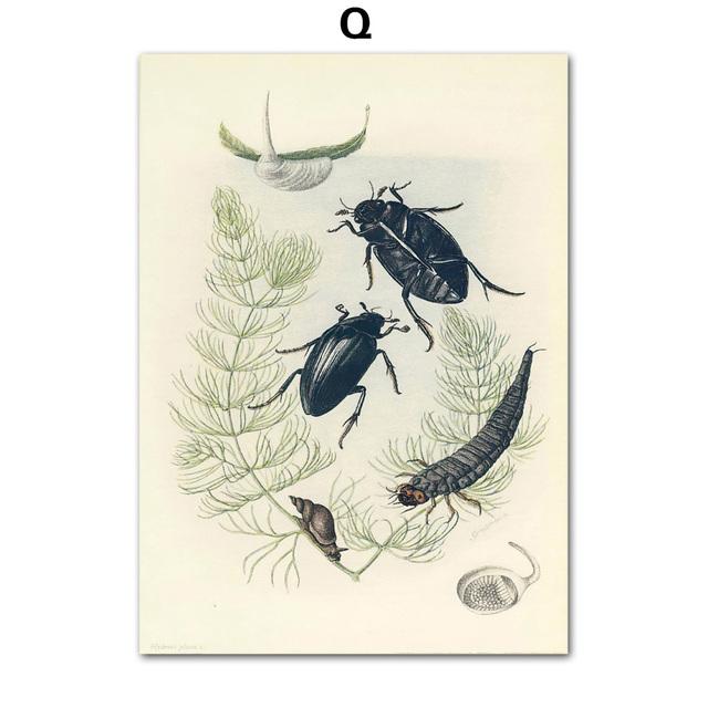 Vintage Beetle Insect Poster Specimen Retro Illustration Wall Art Canvas Painting Posters and Prints Picture for Living Room No Frame