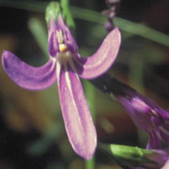 YARD REMEDIES Bush Flower Essences Cream Emergency 50ml NEAL'S (x 1)