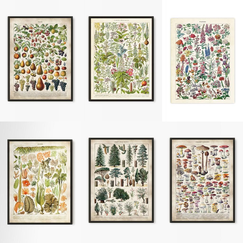Vintage Antique Book Wall Art Plant Illustration Medicinal Herb Fruit Seaweed Tree Mushroom Canvas Painting Home Decor Gift