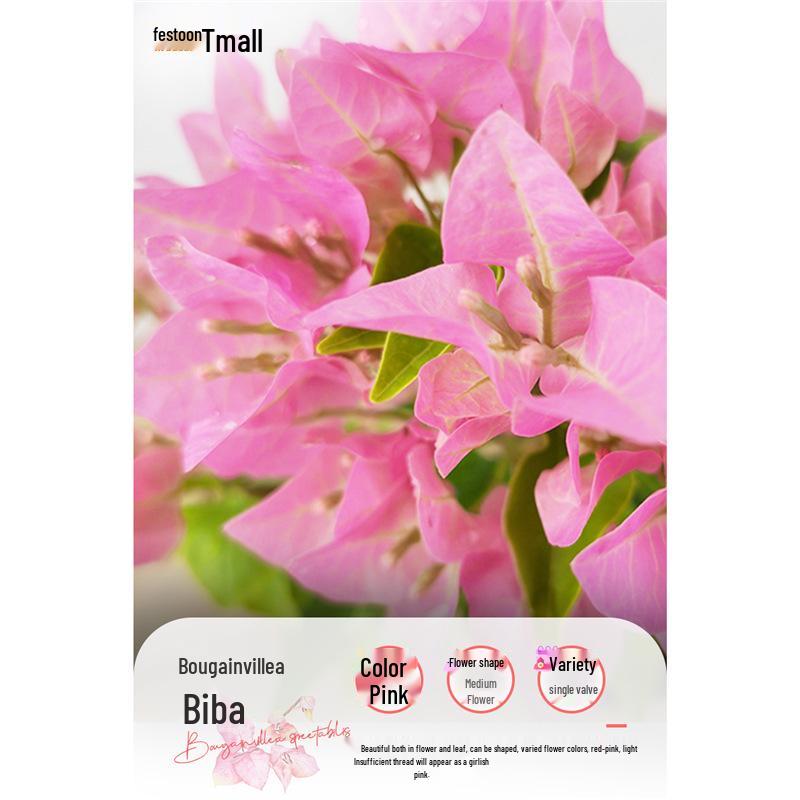 Large Bougainvillea Climbing Plant with Flowers - Indoor/Outdoor Greenery for Balcony and Courtyard