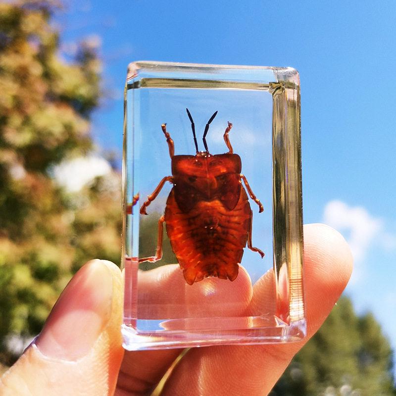 Okazy Owadów: Prawdziwy Pająk, Skorpion, Osa Błotna w Przezroczystej Żywicy do Nauczania i Dekoracji