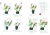 Enjoying Potted Pruning and Cultivation Methods Roses Easy-to-Understand
