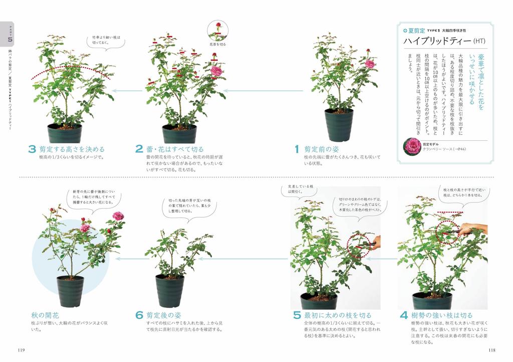 Enjoying Potted Pruning and Cultivation Methods Roses Easy-to-Understand