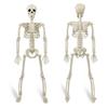 36" Halloween Posable Skeletons Full Body Plastic Human Bone Model with Movable Joints for Yard Haunted House Indoor Outdoor Decor