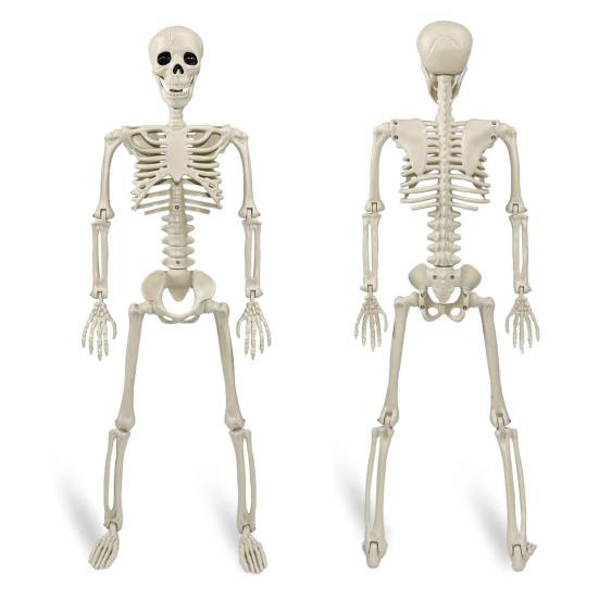 36" Halloween Posable Skeletons Full Body Plastic Human Bone Model with Movable Joints for Yard Haunted House Indoor Outdoor Decor