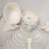 Detachable Full-Body Human Skeleton Model for Teaching & Study