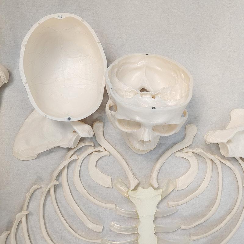 Detachable Full-Body Human Skeleton Model for Teaching & Study