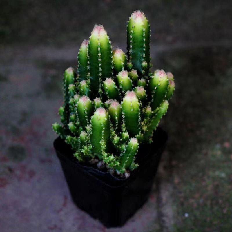 Ten Thousand Layer Mountain Money-Attracting Succulent Cactus Tree for Indoor and Office Decor