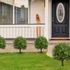 Boxwood Ball Topiary Artificial Topiary Anti-fading Finish