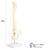 monolife Human Anatomy Model, Spine and Pelvis Model, Spinal Column, Spinal Cord, Lumbar Vertebrae Model, 1/2 Scale Hip Joint Model (No Hip Joint)