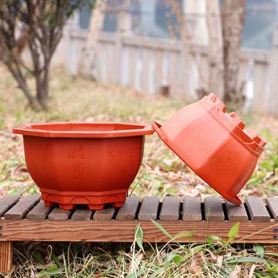 Bahçe Saksıları ve Kutuları – Fide viyolleri