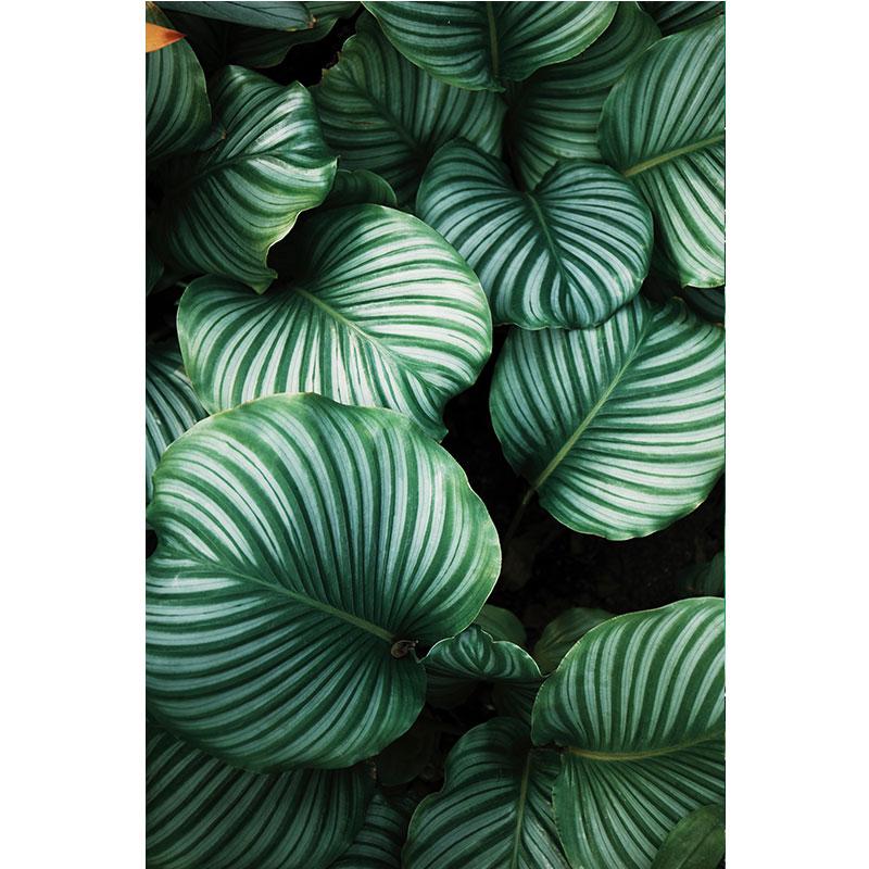 Modern Nature Canvas Painting Green Leaves Paintings Plant Pictures Tree Posters Prints for Living Room Decor Cuadros Wall Art