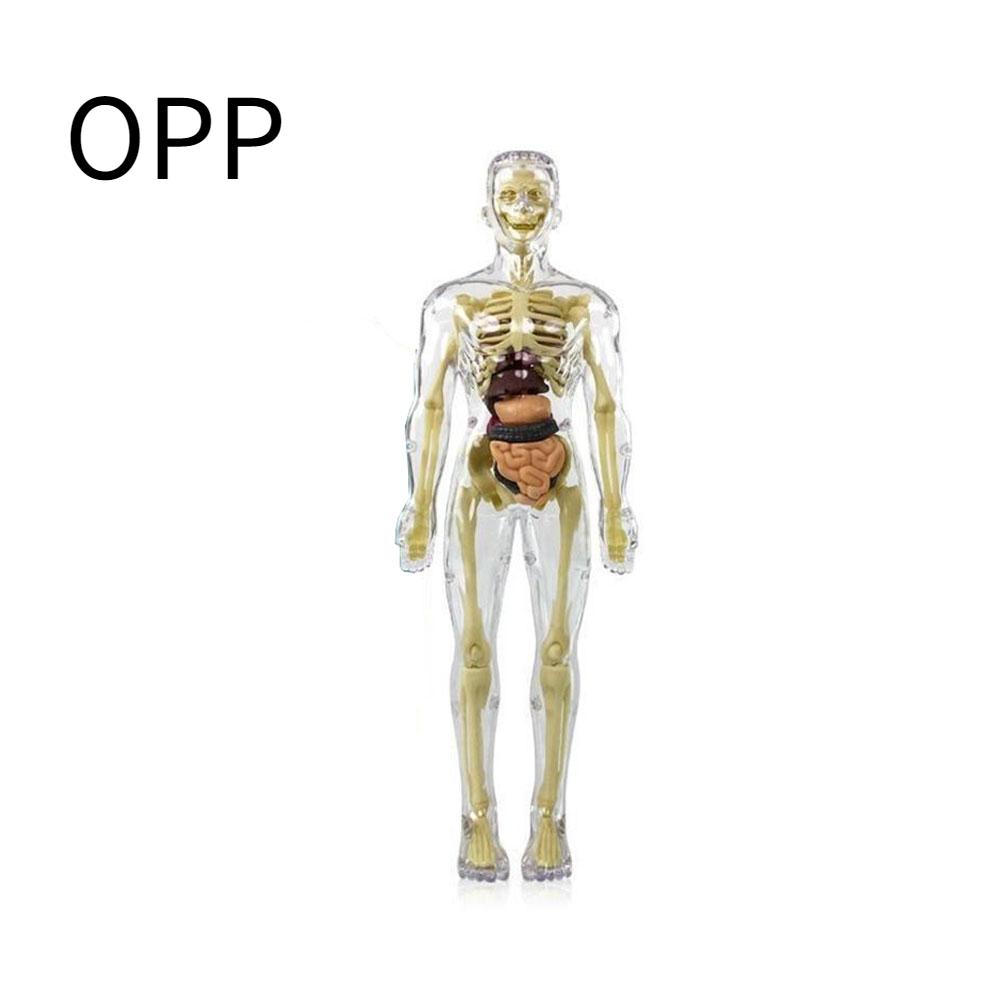 

Diy Mannequin 3D Human Body Model Torso Model Educational Assembly Early Learning Kids Toys Skeleton Anatomy Organ Teaching Tool