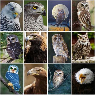 5D Diamond Mosaic Owl Needlework DIY Full Round Drill Diamond Embroidery Cross Stitch Kits  Animal Rhinestones Home Decor