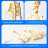 Full-Body Human Skeleton Model for Educational and Medical Use - Children's Early Education Toy