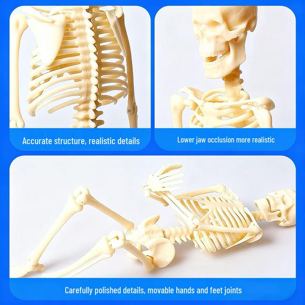 Full-Body Human Skeleton Model for Educational and Medical Use - Children's Early Education Toy