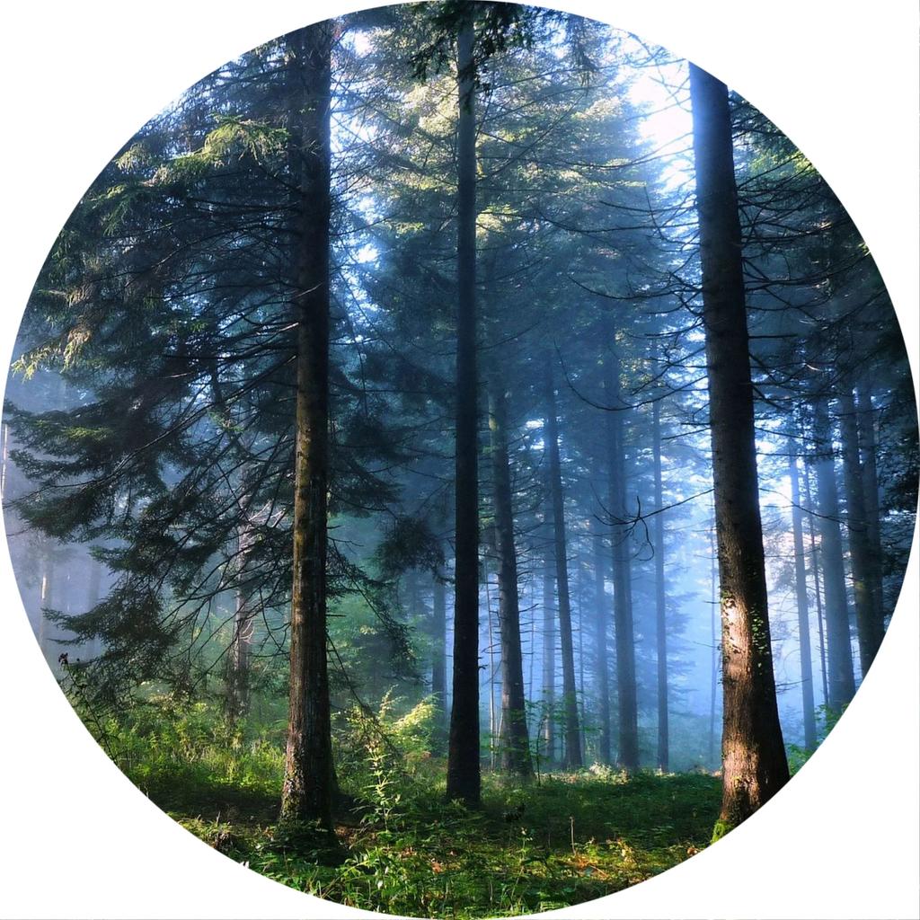 Forest Tree Landscape Print Round Carpet Non-slip Floor Mat Soft Indoor Circle Area Rug for Living Room Bedroom Dorm Kitchen