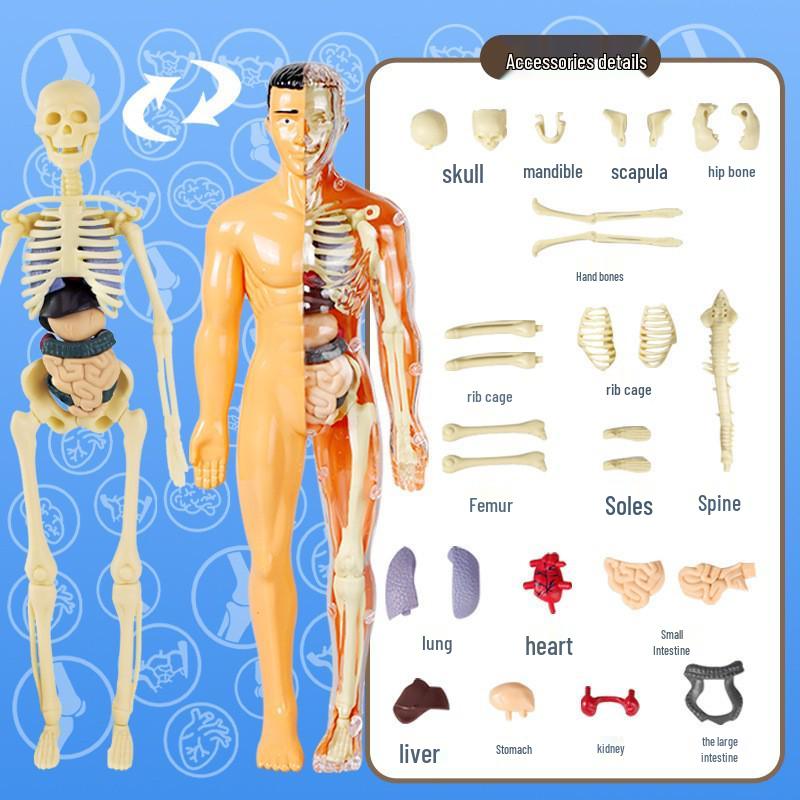Children's Educational Human Anatomy Model - Skeleton & Organ Structure Toy for Medical Teaching