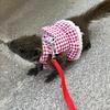 Bunny Harness Small Animal Walking Dress Strap Breathable Small Animal Clothes with Leading Rope for Training Outdoors Backyard