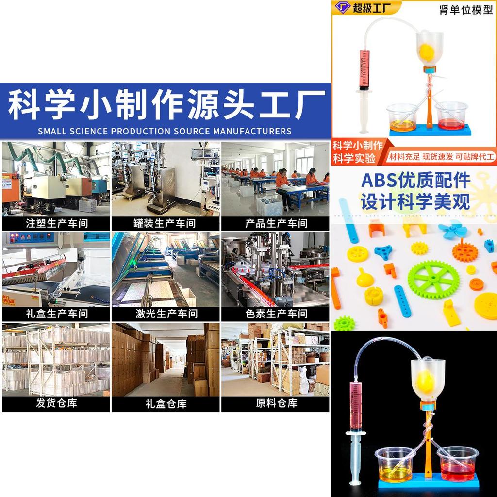 Science Experiment Diy Kidney Unit Model Educational Toy For Kids Classroom Learning