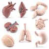 Children'S Simulated Science And Education Cognitive Toys, Brain, Stomach, Heart, Liver, Lungs, Static Ornaments Of Human Organs