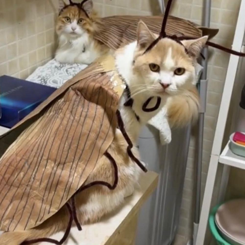 Cat Cockroach Costume –Cat Cockroach Clothing DIY Kit for Halloween, Funny Kitten Cape Craft Set with Wings and Antennae