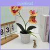 Butterfly Orchid Artificial Plant With Pressed Texture For Home Decor And Living Room Display