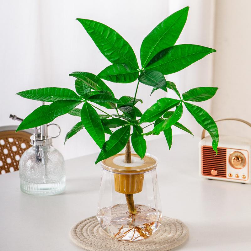 Mini samozavlažovací květináč Nádrž na ryby Průhledné plastové květináče Samozavlažovací květináč Váza pro domácí dekoraci