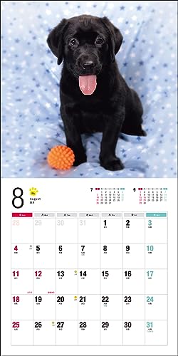 Calendrier 2024 Labrador Retriever (Calendrier Seibundo Shinkosha)
