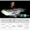 Daiwa Morethan Crosswake R90FSS-R AB Bait Lure Fishing Tackle 90mm