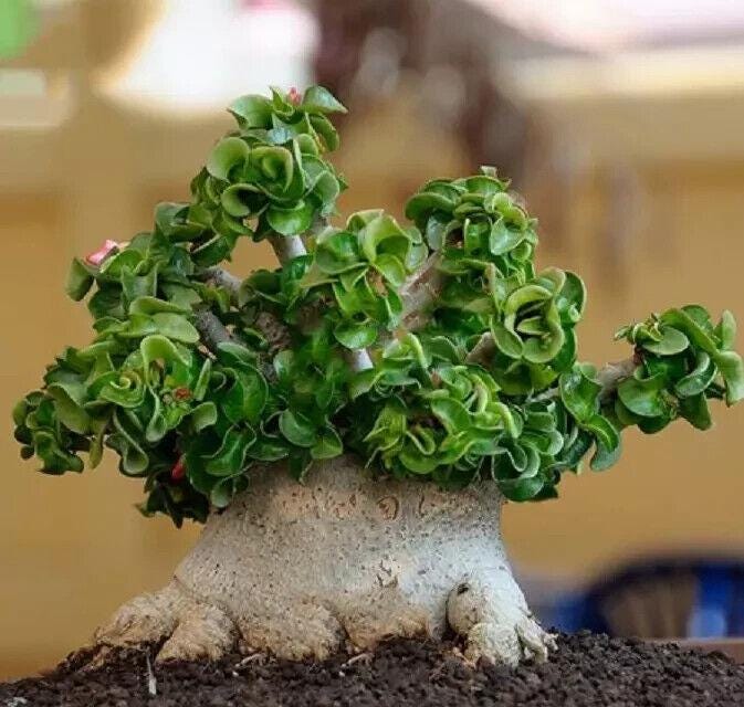 5 Semi Di ADENIUM OBESUM NANO" Desert Rose" semi freschi