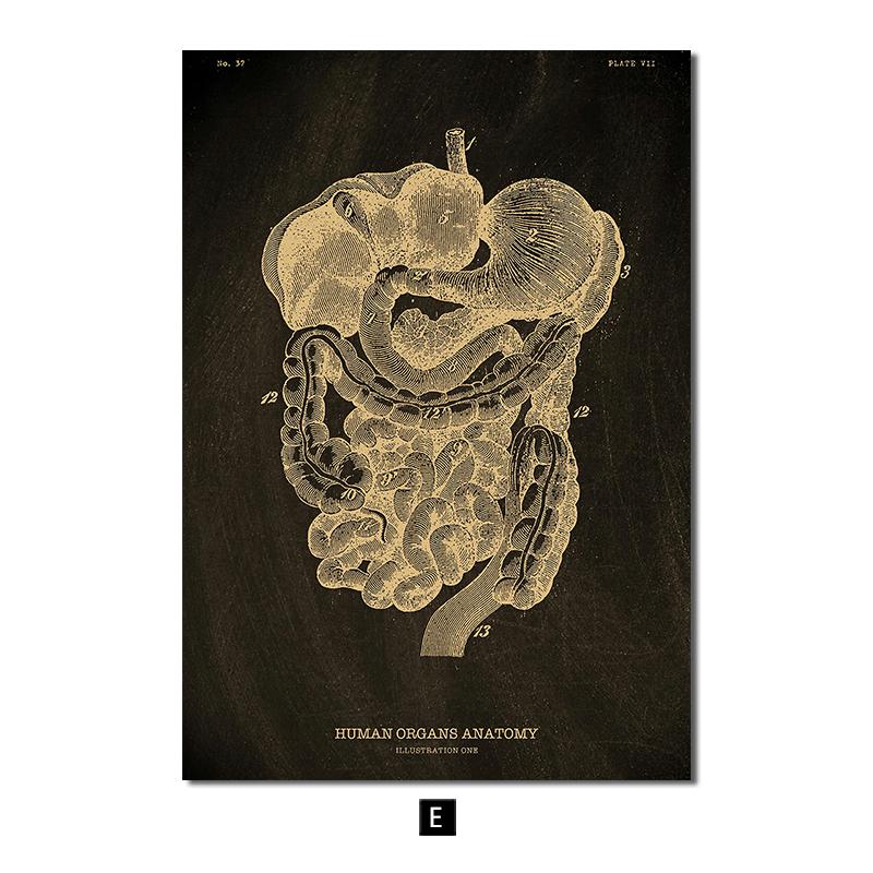 

Анатомия человека, винтажный постер, скандинавский холст, художественный принт, золотой скелет, органы, живопись, настенные панно, медицинский домашний декор A4 21x30cm No Frame