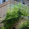 1pc Horticultural Grid Net Garden Anti Wind and Anti Lodging Vines Cucumber Morning Glory Flower Grape Plant Climbing Net