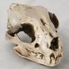 Dog Skull Ornament Distressed Resin Halloween Decoration Lifelike Dog Skull for Desktop Fish
