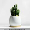 Wanzhongshan Potted Cactus