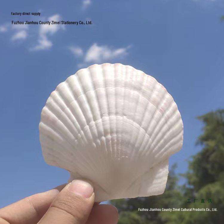 Pezzi di Conchiglie Naturali per Lavoretti e Pittura Fai da Te per l'Asilo – Grandi Capesante Bianche e Conchiglie