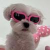 Clear Vision Dog Eyewear Fashion Cat Glasses Free Size Dogs Goggles  Puppy