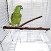 Natural Tree Branch Bird Perch and Claw Grinder for Small Parrots and Birds