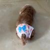 Cute Print Puppy Dog Physiological Pants for Small Dogs Washable Reusable Pet Safety Trousers Poodle Shorts mascotas Underwear