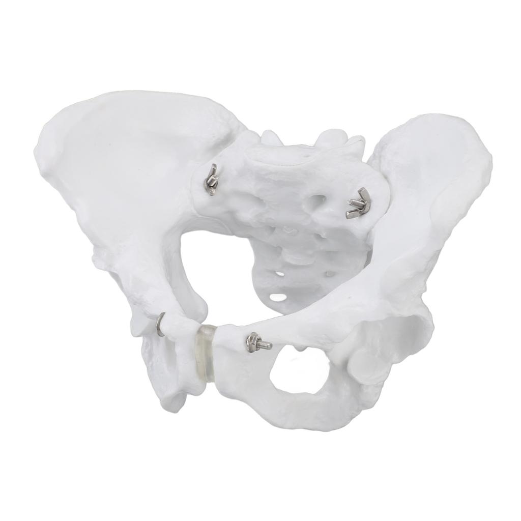 Model ženské pánve Přesná simulace Model pánevní kostry pro demonstrační výuku
