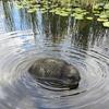 Artistic Resins Beavers Figurine Lovely Beavers Shape Water Float for Decorative Fountains And Yard Pond