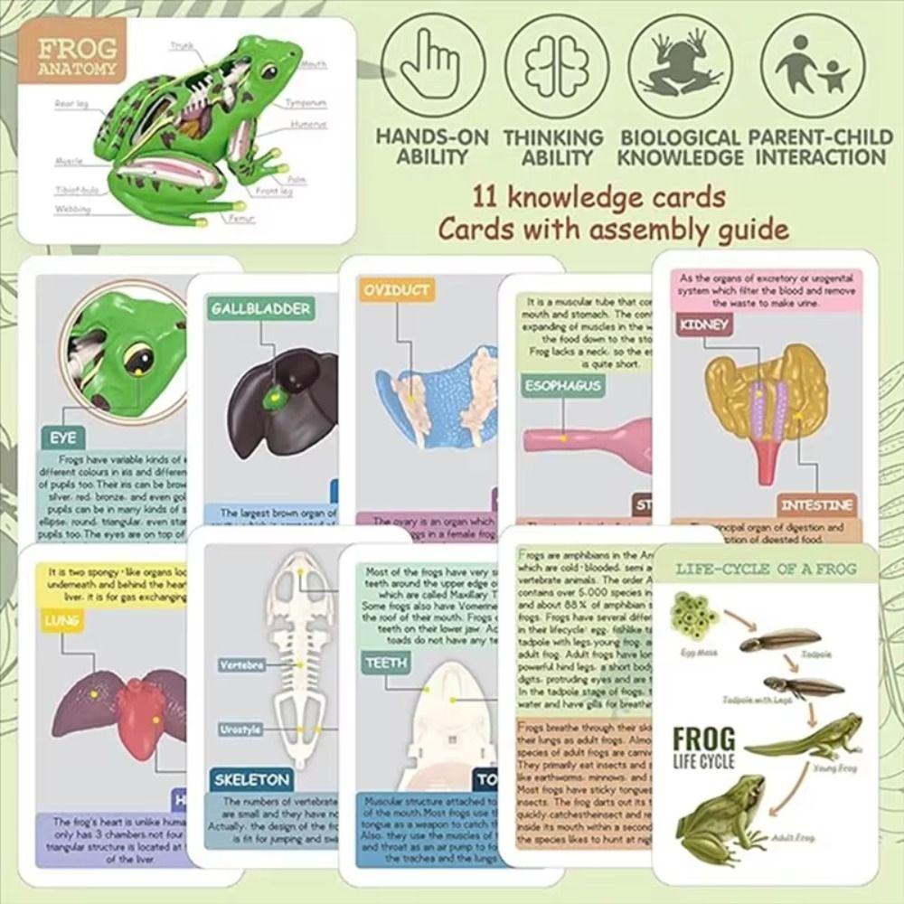 Detachable Biology Education Toy Early Learning Frog Dissection Model Frog Anatomy Model  Kids Toy