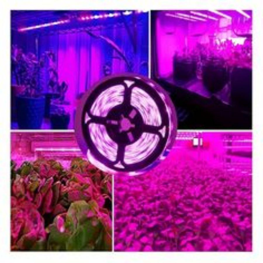 1M/2M/3M/5M/10M LED Fullspektrum LED Plantelys 60 Lampekuler/M Stripe LED Fitolampe Drivhus Plante Frøvekstlys